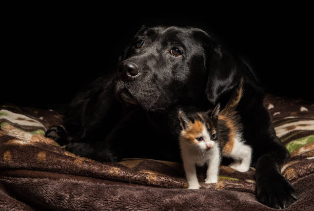 Unusual family bond with a tiny kitten and large Black Labrador dog.
