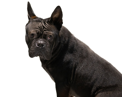 Companion. Portrait of beautiful small dog, black color French bulldog posing isolated over white background. Concept of activity, pets, care, vet, love, animal life. Copy space for ad.