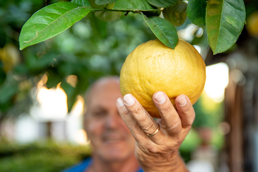 Mature man holding a big ripe lemon growing on a tree branch