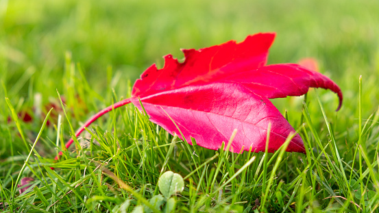 Beautiful single closeup shot of an Autumn Maple leaf in rich bright red or yellow or orange colors