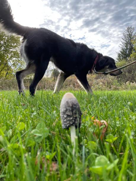 melena peluda y un perro grande - vertical meadow mushroom vegetable fotografías e imágenes de stock