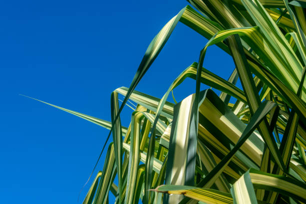  Giant yucca (Yucca elephantipes) and blue sky with white clouds 