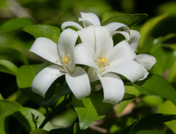 istock White jasmine blossoms in a tropical garden 1348786377