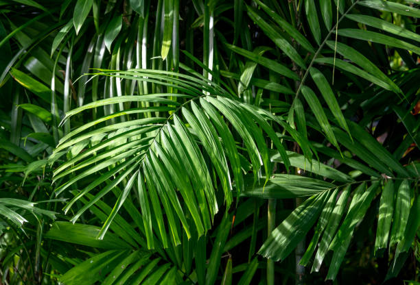 istock Green jungle vegetation in Southeast Asia 1348786432