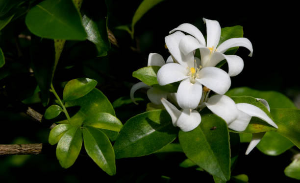 istock White jasmine blossoms in a tropical garden 1348786433