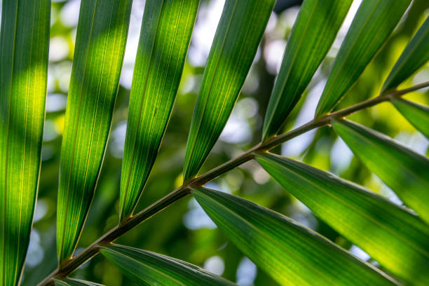 istock Close-up of palm leaves 1348787493