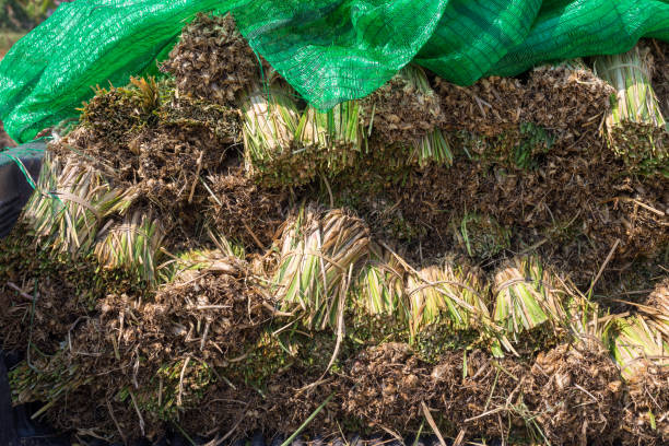 istock Vetiver is a plant that has a deep root system and spreads into the soil. 1348794560
