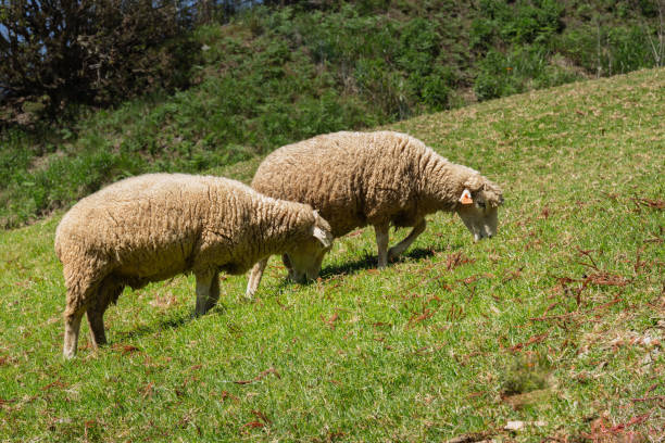 Two female suffolk sheep standing in a pasture.