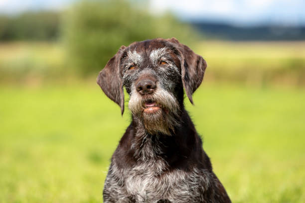 istock Summer portrait of a cute German wire-haired pointer on the green grass 1348799746