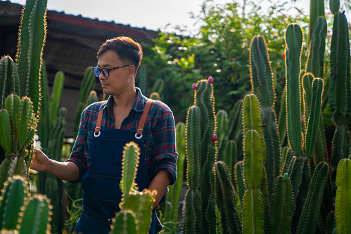 Asian man gardener caring houseplant and cactus in greenhouse garden. Confidence male plant shop owner working and growing potted plants in store. Small business entrepreneur and plant caring concept