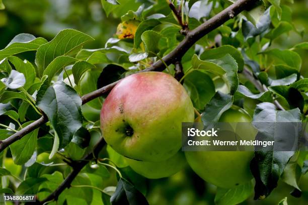 Apple Of The Variety Pinova Or Pinata Sonata Or Corail Malus Domestica Pinova Cross Between The Varieties Clivia And Golden Delicious On Tree Bavaria Germany Europe Stock Photo - Download Image Now