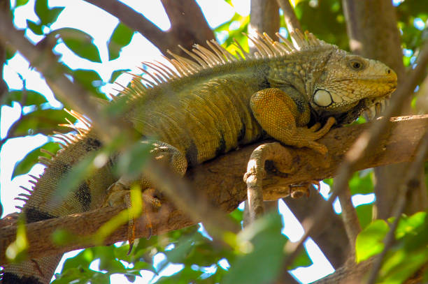 istock Close-up of green iguana on a tree branch 1348813807