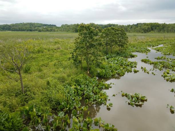 river or stream water and green plants in wetland