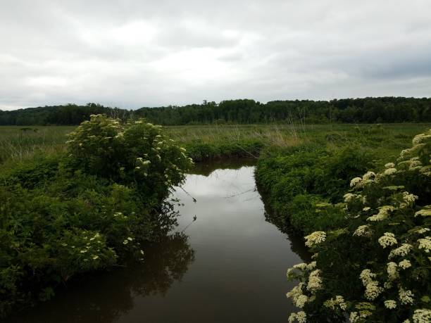 istock river or stream water and green plants in wetland 1348814071