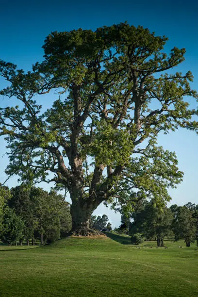 Leafy tree with large branches in green meadow.