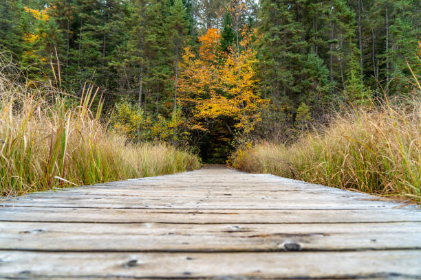 istock Fall colors at Beaver Pond Trail, Algonquin Provincial Park, Ontario, Canada 1348815581