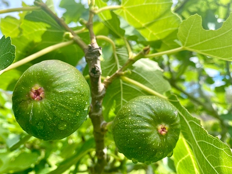 Horizontal landscape close up of unripe green figs with rain drops after a storm ripening on tree in back yard fruit tree garden