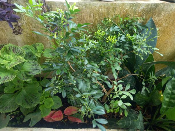 istock Ornamental leaf plants at cousin's house 1348820270