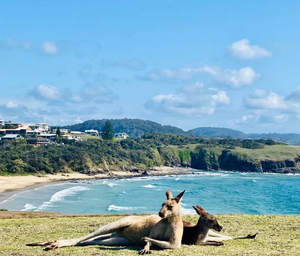 Wild Kangaroo Couple Relaxing Oceanside