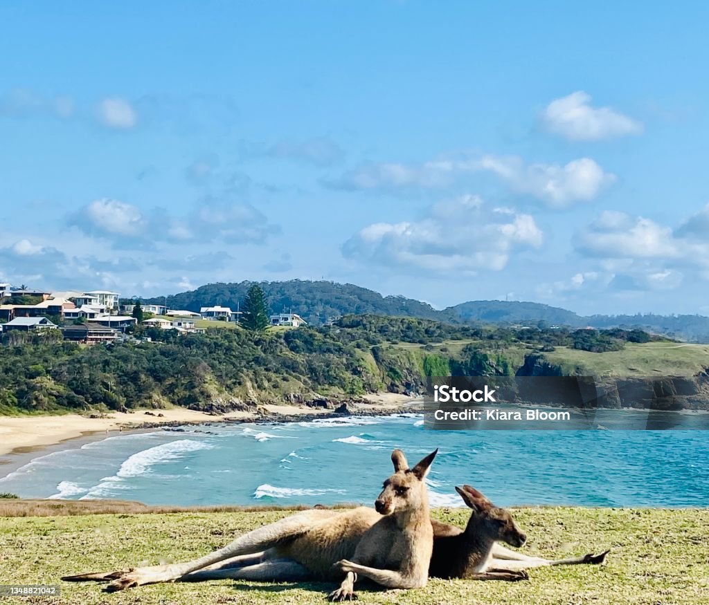 Wild Kangaroo Couple Relaxing Oceanside Horizontal seascape of a wild kangaroo friends relaxing laying on side leaning on each other  on grassy cliff above blue ocean waves with residential houses on horizon at Emerald Beach ‘Look at Me’ headland walk near Coffs Harbour NSW Australia Animal Stock Photo