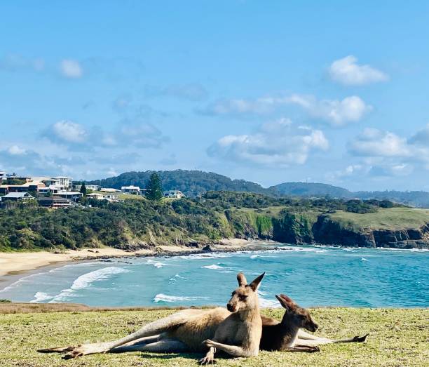 Wild Kangaroo Couple Relaxing Oceanside Horizontal seascape of a wild kangaroo friends relaxing laying on side leaning on each other  on grassy cliff above blue ocean waves with residential houses on horizon at Emerald Beach ‘Look at Me’ headland walk near Coffs Harbour NSW Australia coffs harbour stock pictures, royalty-free photos & images