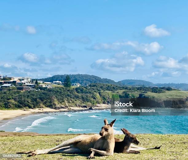 Wild Kangaroo Couple Relaxing Oceanside Stock Photo - Download Image Now - Animal, Animal Behavior, Animal Themes