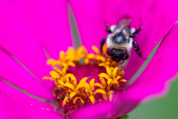 istock Bumblebee Pollinating a Pink Zinnia - Macro 1348821270