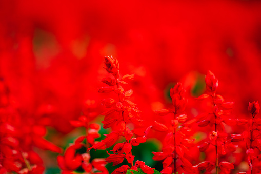 Red scarlet sage flowers blooming in summer, Aug. 2021