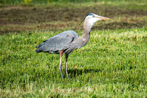 istock Series-A Great Blue Heron Eating A Pocket Gopher 1348822069