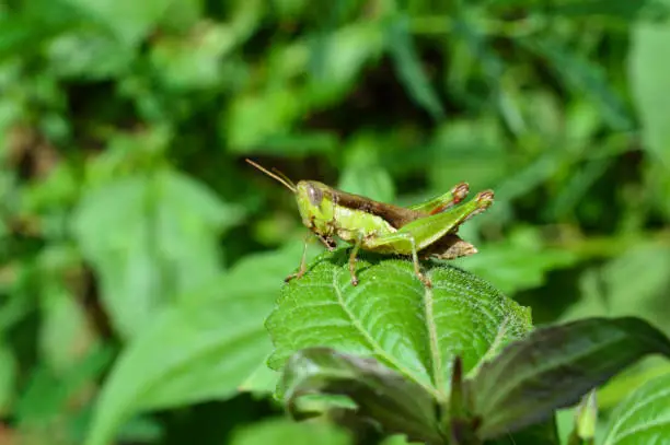 Grasshopper on the Green Leaf in the Nature.