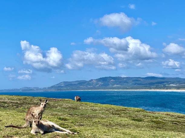 istock Wild Kangaroos on Ocean Headland 1348825658