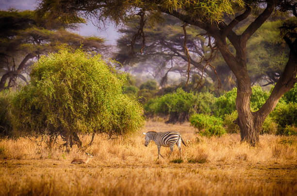 Elephant walks among wildlife in Amboseli National Park Kenya