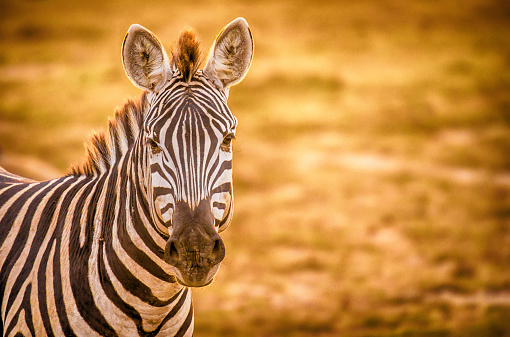 Zebra looking at camera, Zebra portrait in Amboseli National Park, Kenya