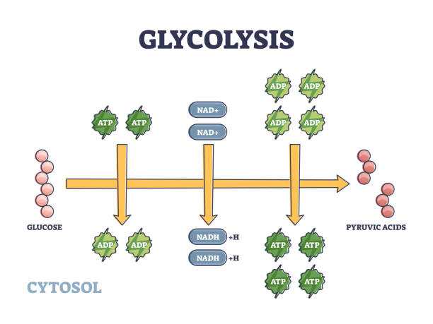glykolyse als stoffwechselweg für glukoseumrechnungsskizze - anaerobic stock-grafiken, -clipart, -cartoons und -symbole