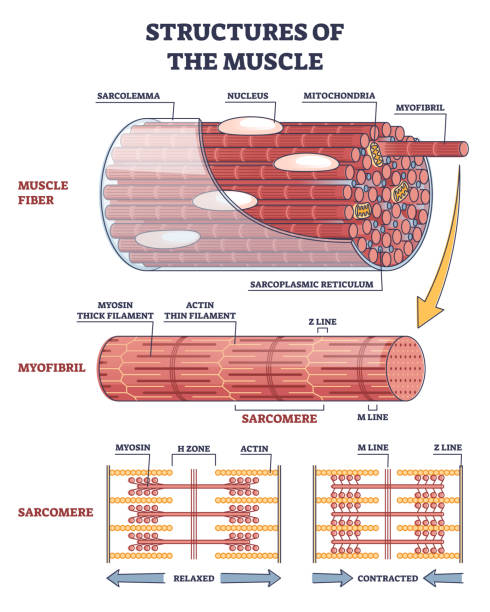 Structures of muscle with fiber, myofibril and sarcomere outline diagram vector art illustration