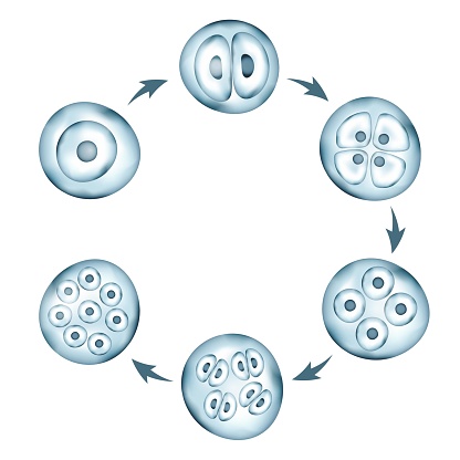 Realistic vector cells division. Stages of human embryonic development. Medical or biology science circular scheme