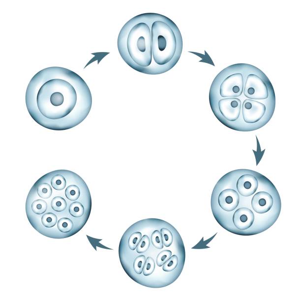 Bacteria Realistic vector cells division. Stages of human embryonic development. Medical or biology science circular scheme fertilized egg stock illustrations