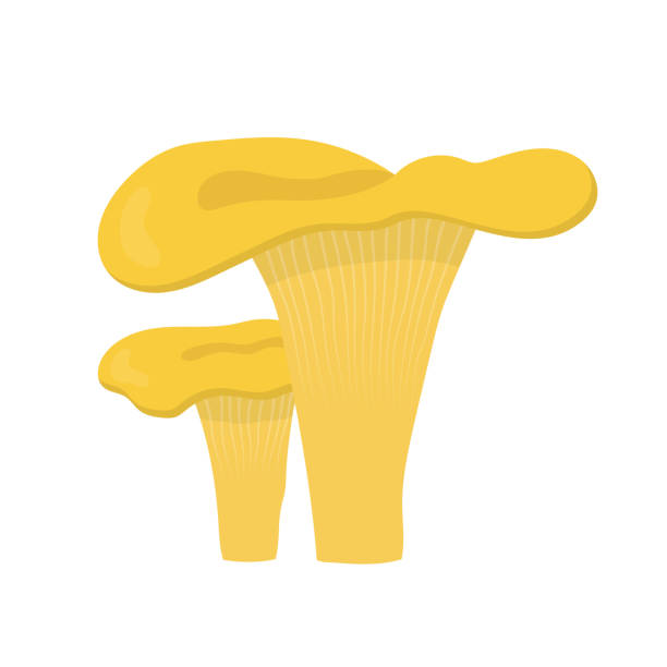 カラフルなシャンテレルのキノコ。フラットデザイン - edible mushroom fungus chanterelle set点のイラスト素材／クリップアート素材／マンガ素材／アイコン素材