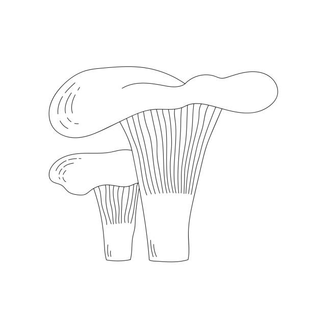 ラインアートシャンテレルキノコ。落書きスタイル。 - edible mushroom fungus chanterelle set点のイラスト素材／クリップアート素材／マンガ素材／アイコン素材