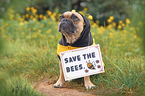 Dog wearing bee costume with demonstration sign saying 'Save the bees'