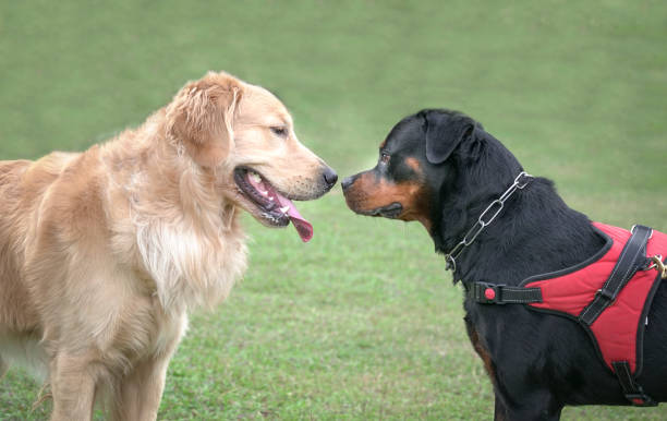 Dog Golden Retriever and Rottweiler, facing each other on sports field. Dog social concept.