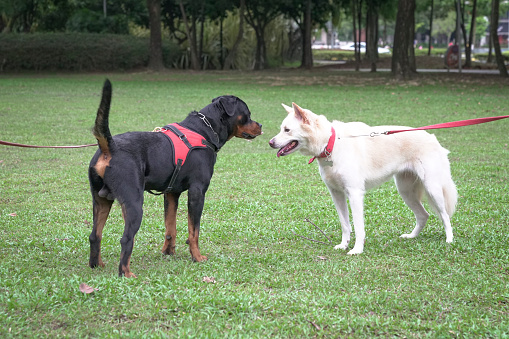 Rottweiler and White Swiss Shepherd dogs facing each other in the field. Dog socialization concept.