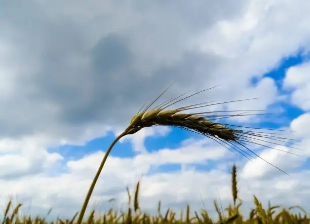 Ear of wheat against the background of cloudy sky