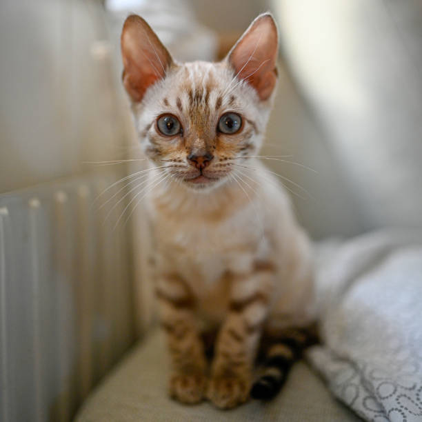 istock cute bengal kitten sitting in white sofa 1348836121