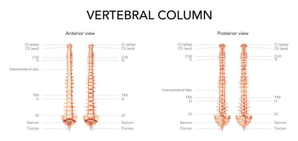 ilustrações de stock, clip art, desenhos animados e ícones de human vertebral column in front, back with main parts labeled, with and without intervertebral disc. vector flat realistic concept illustration in natural colours, spine isolated on white background. - human spine chiropractor three dimensional shape healthcare and medicine