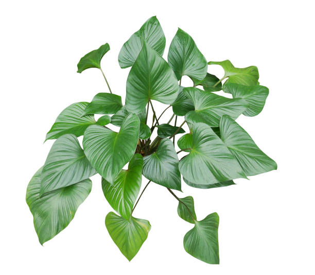 istock Tropical green leaves isolated on white background 1348836905