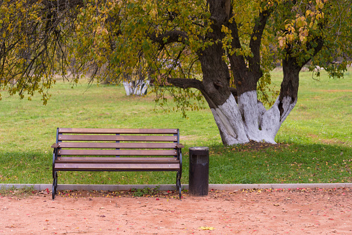 Lonely bench in the park. A bench under a beautiful autumn tree. Relaxation and rest.