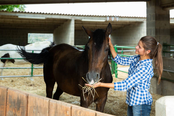istock Woman feeding horse 1348837719