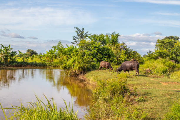 istock Water Buffalo in the Nature 1348837767