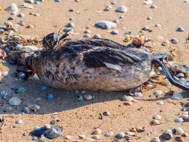 Pato Muertos En La Playa - Banco de fotos e imágenes de stock - iStock Pato Muertos En La Playa - Banco de fotos e imágenes de stock - iStock